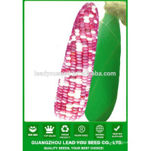 CO03 Ganxin цвета микс F1 гибридных поле восковидной кукурузы семена для продажи